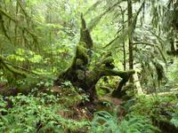 Pacific Rim NP &ndash; &copy; Ralf Mehnert (Eberhardt TRAVEL)