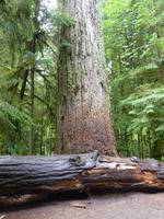 Big Tree im Pacific Rim NP &ndash; &copy; Ralf Mehnert (Eberhardt TRAVEL)