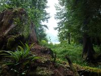 Tofino &ndash; &copy; Ralf Mehnert (Eberhardt TRAVEL)