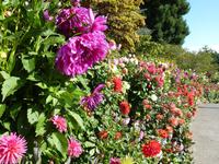 Butcharts Garden &ndash; &copy; Ralf Mehnert (Eberhardt TRAVEL)