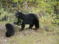 Schwarzbären &ndash; &copy; Heiner Preiss (Eberhardt TRAVEL)