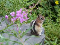 P1020341-Streifenhörnchen &ndash; &copy; Linda Hartge (Eberhardt TRAVEL)