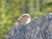 P1020352-Streifenhörnchen am Moraine Lake &ndash; &copy; Linda Hartge (Eberhardt TRAVEL)
