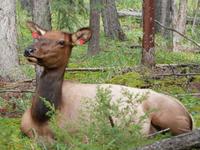 P1020419-Wapiti &ndash; &copy; Linda Hartge (Eberhardt TRAVEL)