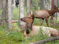 P1020422-Wapiti &ndash; &copy; Linda Hartge (Eberhardt TRAVEL)