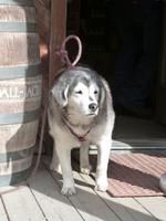 P1020626-Husky in Hyder &ndash; &copy; Linda Hartge (Eberhardt TRAVEL)