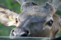 Omega Wildlife Park &ndash; &copy; Denise Hartmann (Eberhardt TRAVEL)