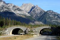Wildübergänge über den Highway &ndash; &copy; Denise Hartmann (Eberhardt TRAVEL)