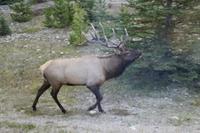 Wapiti Männchen &ndash; &copy; Denise Hartmann (Eberhardt TRAVEL)