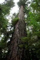 Im Cathedral Grove &ndash; &copy; Denise Hartmann (Eberhardt TRAVEL)