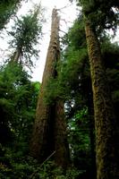 Im Cathedral Grove &ndash; &copy; Denise Hartmann (Eberhardt TRAVEL)