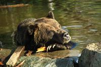 Endlich ein Bär!! &ndash; &copy; Denise Hartmann (Eberhardt TRAVEL)