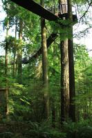 Hoch in den Wipfeln &ndash; &copy; Denise Hartmann (Eberhardt TRAVEL)