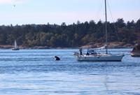 Walbeobachtung vor Victoria - Killerwal &ndash; &copy; Kristin Weigel (Eberhardt TRAVEL)