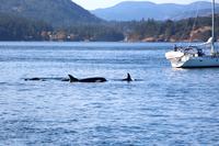 Walbeobachtung vor Victoria - Killerwale, Orcas &ndash; &copy; Kristin Weigel (Eberhardt TRAVEL)
