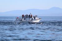 Walbeobachtung vor Victoria - Killerwale, Orcas &ndash; &copy; Kristin Weigel (Eberhardt TRAVEL)