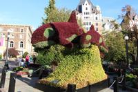 Orca-Hecke in Victoria &ndash; &copy; Kristin Weigel (Eberhardt TRAVEL)