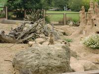 Durrell Wildlife