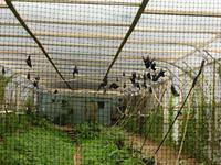 Durrell Wildlife &ndash; &copy; Beate Keßler (Eberhardt TRAVEL)