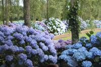 IMG_1347_Privater Hortensiengarten Jersey &ndash; &copy; Alice Teipelke (Eberhardt TRAVEL)