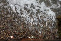 IMG_1360_Jakobsmuschelschalen an der Bouley Bay Jersey &ndash; &copy; Alice Teipelke (Eberhardt TRAVEL)