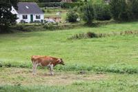 IMG_1406_Guernsey-Kuh &ndash; &copy; Alice Teipelke (Eberhardt TRAVEL)