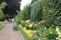 IMG_1440_Riesendahlien im Garten von Saint Peter Port Guernsey &ndash; &copy; Alice Teipelke (Eberhardt TRAVEL)