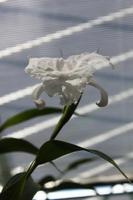IMG_1459_Orchidee in der Eric Young Foundation &ndash; &copy; Alice Teipelke (Eberhardt TRAVEL)
