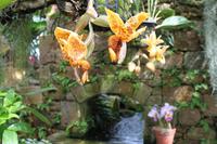 IMG_1461_Orchideen in der Eric Young Foundation &ndash; &copy; Alice Teipelke (Eberhardt TRAVEL)