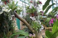IMG_1464_Orchideen in der Eric Young Foundation &ndash; &copy; Alice Teipelke (Eberhardt TRAVEL)