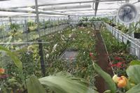 IMG_1467_Orchideenzucht in der Eric Young Foundation &ndash; &copy; Alice Teipelke (Eberhardt TRAVEL)