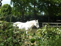 Pferd auf der Insel Sark &ndash; &copy; Kristin Weigel (Eberhardt TRAVEL)