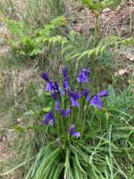 Bluebells