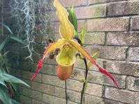 Orchideenausstellung Eric Young