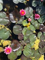 Botanischer Garten Samarès Manor (20).jpeg &ndash; &copy; Annika Lembke (Eberhardt TRAVEL)