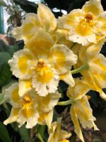 Eric Young Orchid Foundation (1).jpeg &ndash; &copy; Annika Lembke (Eberhardt TRAVEL)