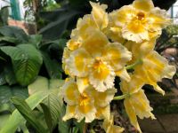 Eric Young Orchid Foundation (2).jpeg &ndash; &copy; Annika Lembke (Eberhardt TRAVEL)