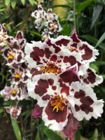 Eric Young Orchid Foundation (4).jpeg &ndash; &copy; Annika Lembke (Eberhardt TRAVEL)