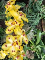 Eric Young Orchid Foundation (5).jpeg &ndash; &copy; Annika Lembke (Eberhardt TRAVEL)