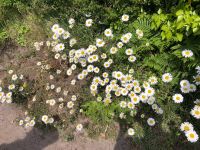Gänseblümchen auf Jersey.jpeg &ndash; &copy; Annika Lembke (Eberhardt TRAVEL)
