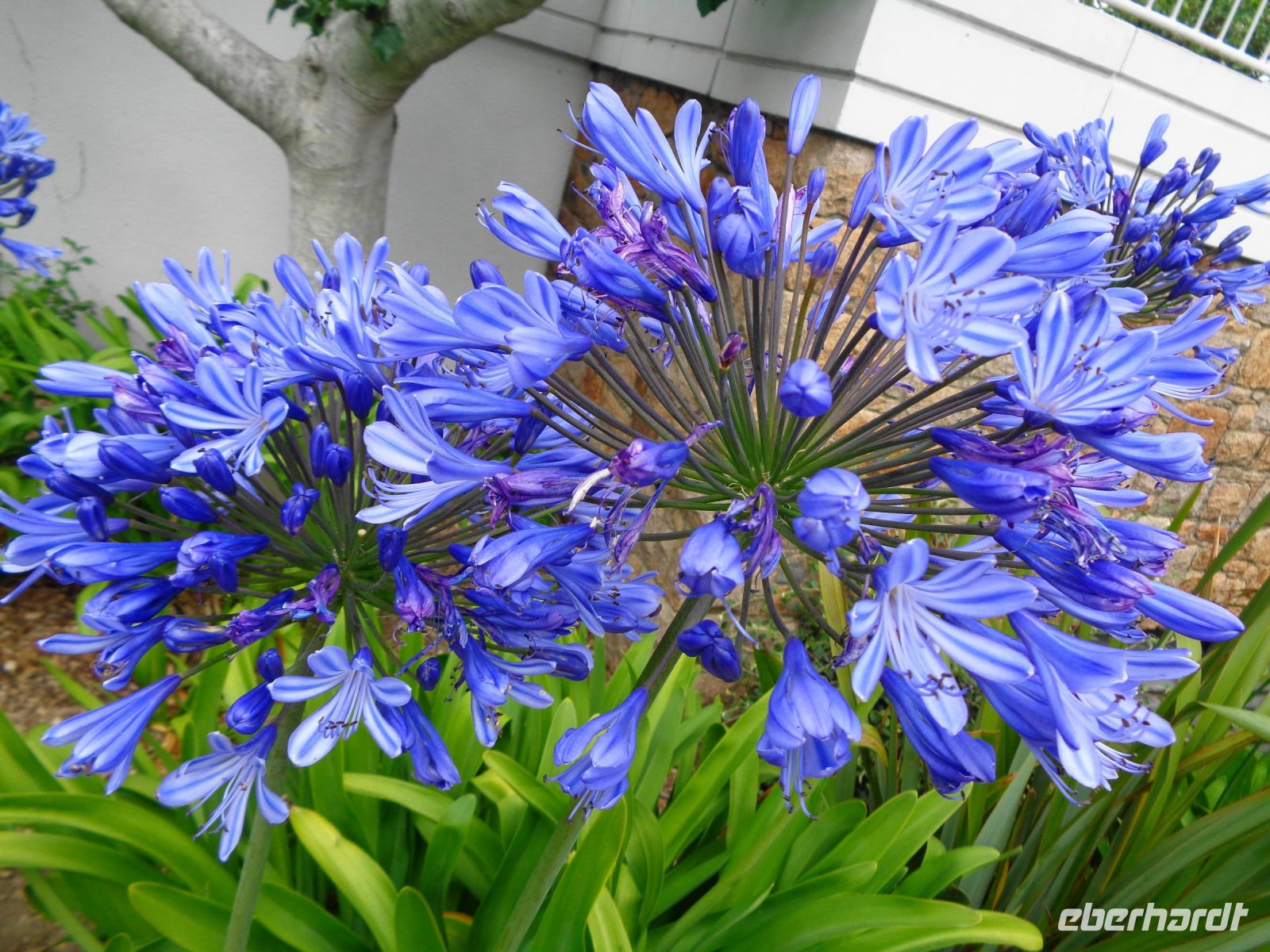 Jersey - Agapanthus  &ndash; &copy; Martina Häselbarth (Eberhardt TRAVEL)