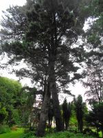 Jersey - Privatgarten  &ndash; &copy; Martina Häselbarth (Eberhardt TRAVEL)
