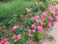 Jersey - Privatgarten  &ndash; &copy; Martina Häselbarth (Eberhardt TRAVEL)