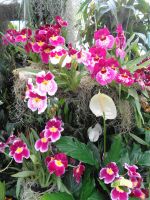 Jersey - Eric Young Orchid Foundation &ndash; &copy; Martina Häselbarth (Eberhardt TRAVEL)