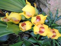 Jersey - Eric Young Orchid Foundation &ndash; &copy; Martina Häselbarth (Eberhardt TRAVEL)