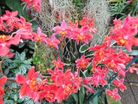 Jersey - Eric Young Orchid Foundation &ndash; &copy; Martina Häselbarth (Eberhardt TRAVEL)