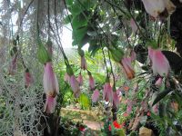 Jersey - Eric Young Orchid Foundation &ndash; &copy; Martina Häselbarth (Eberhardt TRAVEL)