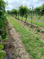 La Mare Wine Estate &ndash; &copy; Barbara Pflicke (Eberhardt TRAVEL)
