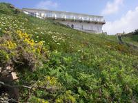 Mittags- oder Hottentotten-Blume &ndash; &copy; Nadine Schulz (Eberhardt TRAVEL)