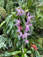 Eric Young Orchid Foundation &ndash; &copy; Anne Fohlert (Eberhardt TRAVEL)